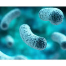 BariatricPal Suprema Dophilus Prebiotic & Probiotic Gastrointestinal & Immune Health 5 Billion CFU Vegetarian Capsules (60ct)